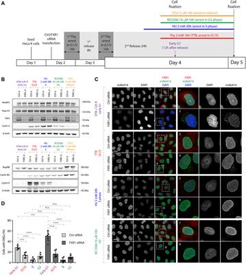 Fragile X–Related Protein 1 Regulates Nucleoporin Localization in a Cell Cycle–Dependent Manner